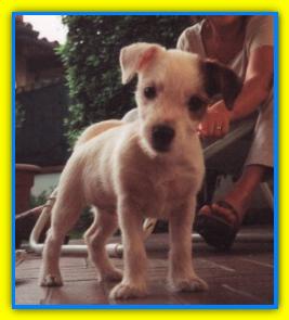 Grisu Jack Russell Terriers