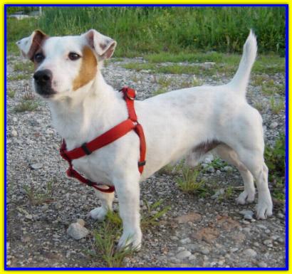 Icaro, Jack Russell Terrier