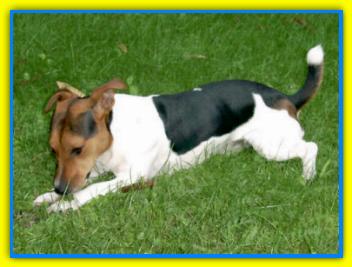 Jack Henry, Jack Rusell Terriers