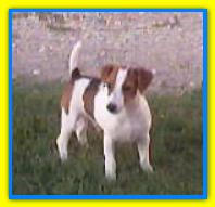 Jack II