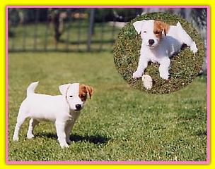 Jaqueline, Jack Russell Terriers