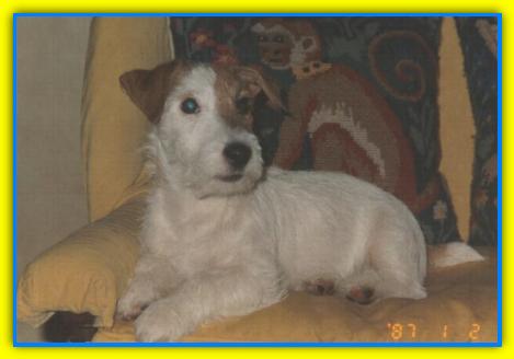 Jasper jack Russell Terriers