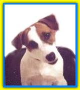 Jerry, Jack Russell Terriers