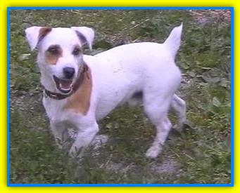 Kevin, Jack Russell Terriers