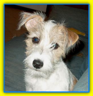 Kriminal Jack Russell Terriers