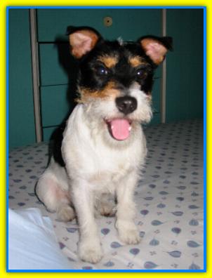 Lego, Jack Russell Terriers