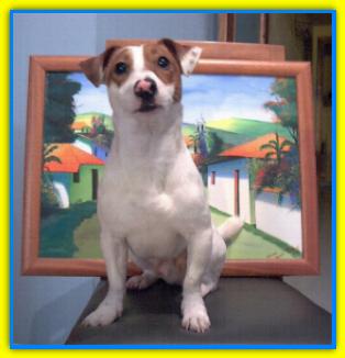 Leo, Jack Russell Terriers