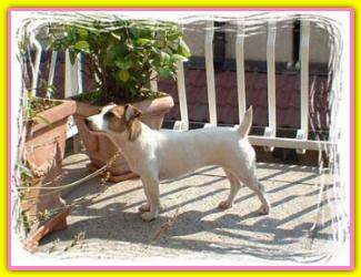 Lullina, Jack Russell Terriers