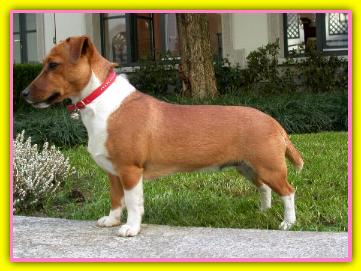 Luna Jack Russell Terriers