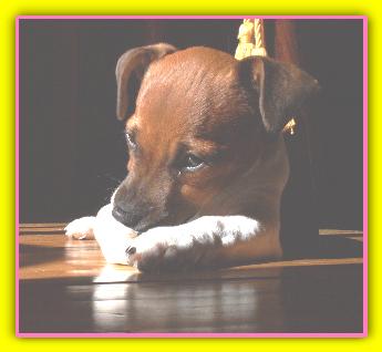 Maggie Jack Russell Terriers