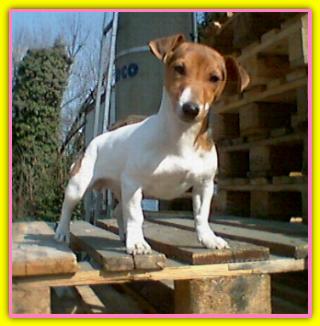 Maia, Jack Russell Terriers