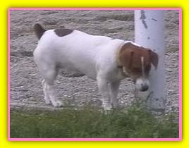 Margherita, Jack Russell Terriers