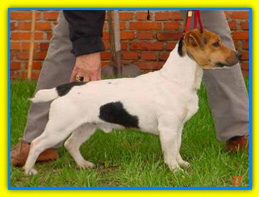 Matador Jack Russell Terriers