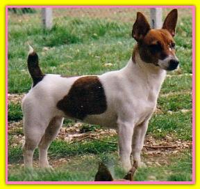 Megane Gale Jack Russell Terriers, Gioca con i suoi amici alani,ma comanda lei! Adora l'acqua