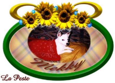 Mekky Jack Russell Terriers