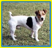 Micky, Jack Russell Terriers