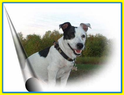 Milo, Jack Russell Terriers