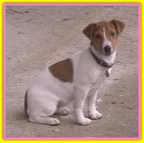 Mirta Jack Russell Terriers