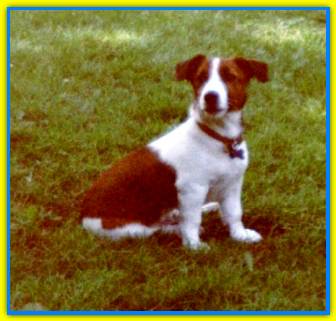 Mirto, Jack Russell Terriers