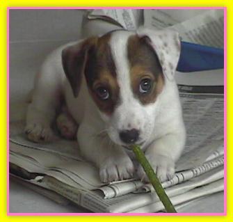 Nana, Jack Russell Terriers