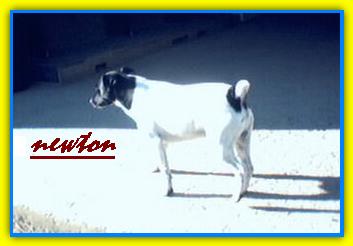 Newton