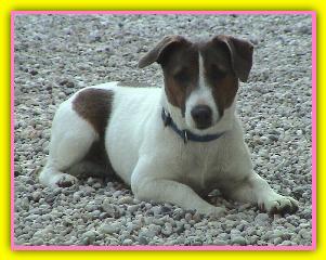 Nocciola, Jack Russell Terriers
