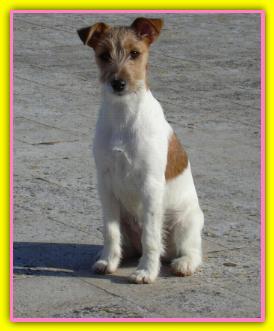 Olivia, Jack Russell Terriers