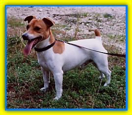 Orazio, Jack Russell Terriers