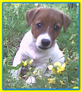 Otto, Jack Russell Terriers