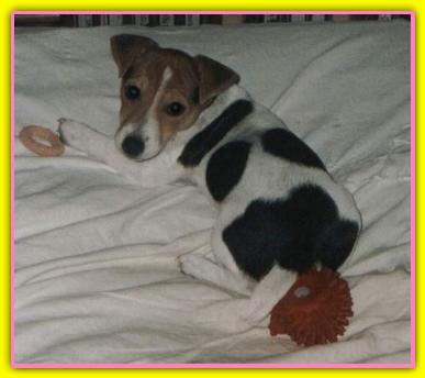 Paprika, Jack Russell Terriers