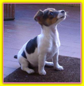 Papu Jack Russel Terriers