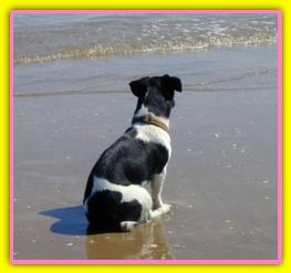 Penny, Jack Russell Terriers