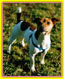 Penny, Jack Russell Terriers