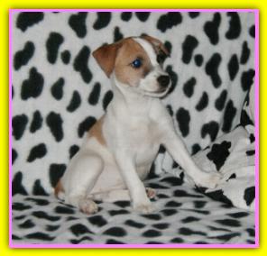 Penny, Jack Russell Terriers