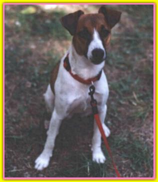 Penny Brown, Jack Russell Terriers