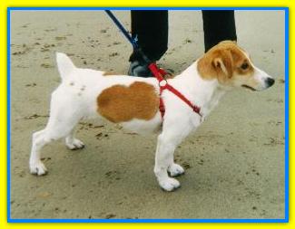 Pluto, Jack Russell Terriers