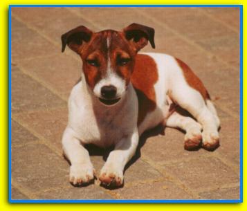 Poldo Jack Russell Terriers