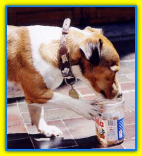 Pulce Jack Russell Terriers, Simpaticissimo e anche molto tenero.Giochi preferiti la " mucca mucchina " e il Furby.