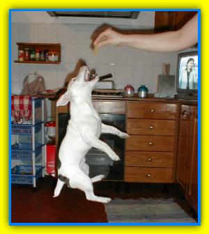 Rocco, Jack Russell Terriers