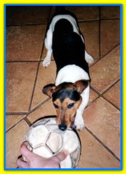 Rocky, Jack Russell Terriers