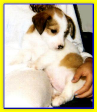 Rolly, Jack Russell Terriers