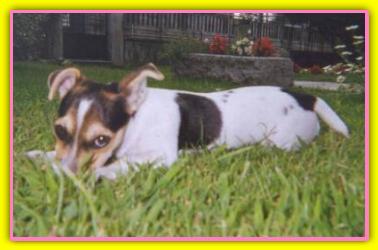 Sally, Jack Russell Terriers