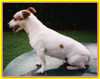 Sibilla, Jack Russell Terriers
