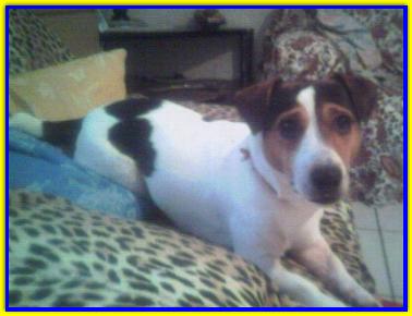 Snoopy, Jack Russell Terriers