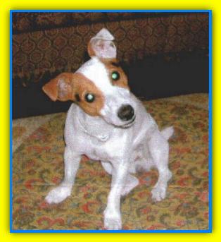 Stress Jack Russell Terriers
