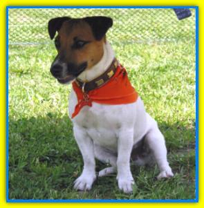 Teo, Jack Russell terriers