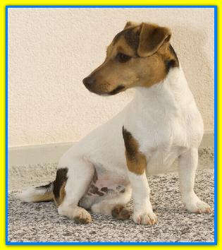 Toldo, Jack Russell Terriers