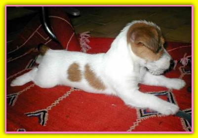 Viola, Jack Russell Terriers