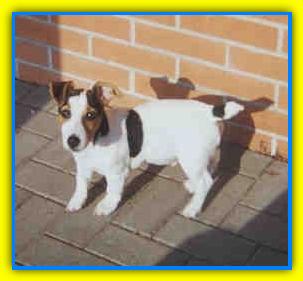 Wallace, Jack Russell Terriers