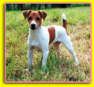 Wendy Jack Russell Terriers